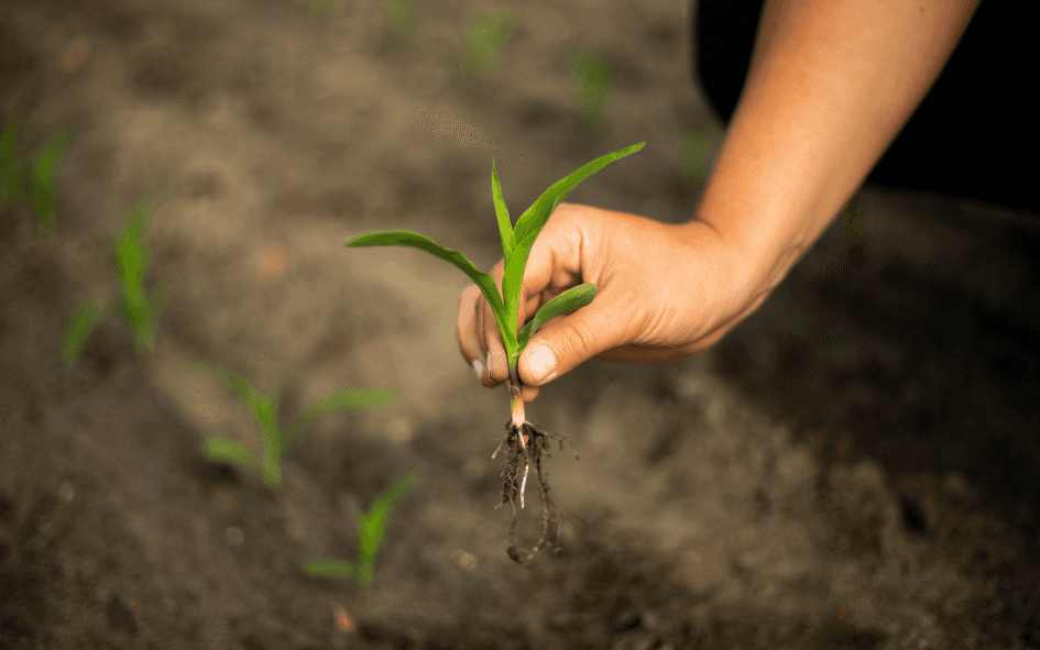 Особливості росту і розвитку рослини кукурудзи Boost&Go