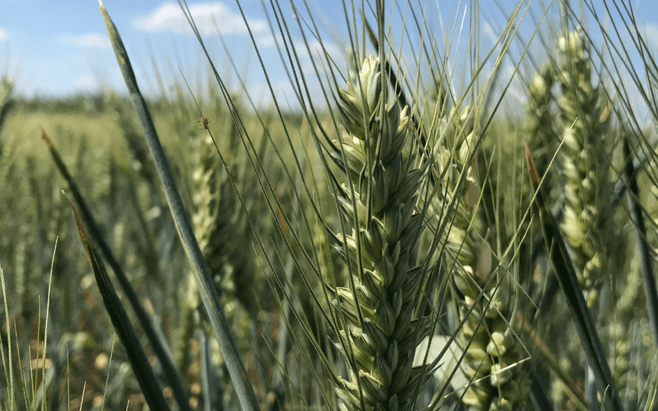 Оцінка біологічного врожаю сорту озимої пшениці СОФРУ в умовах Сходу