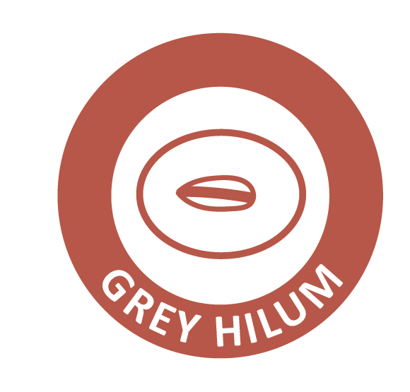 grey hilium